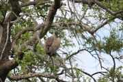 Vulture
