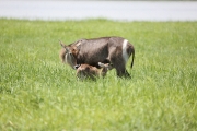 Waterbuck
