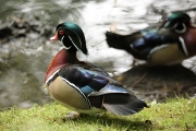 Wood duck