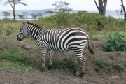 Zebra 1