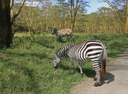Zebra 2