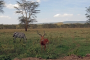 Zebra & Grant's Gazelle