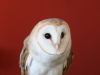 Barn owl 1