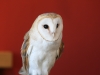 Barn owl 2