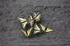 Eastern Tiger Swallowtail Butterfly