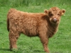 Highland calf 2