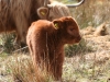 Highland calf 3