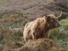 Highland cow 2