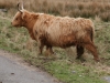 Highland cow 4
