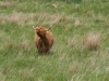 Highland cow 5
