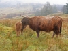 Highland cow & calf