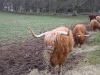 Highland cows feeding