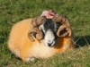 Horned Sheep 1