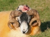 Horned Sheep 2