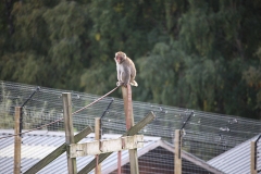 Japanese Macaque 3