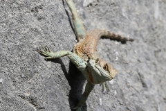 Lizard 2