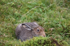 Mountain hare 1