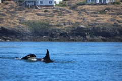 Orca Whales 1