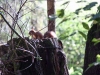 Red squirrel 3