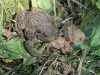 Toad 2