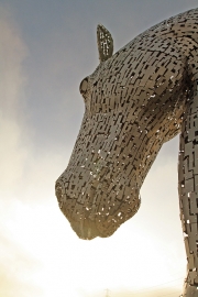 Kelpie 5