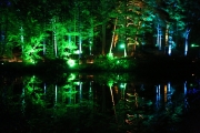 Enchanted Forest 5
