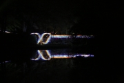 Enchanted Forest 6