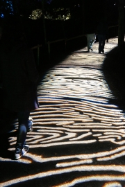 Enchanted Forest 8
