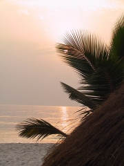Palm fronds