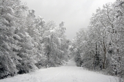 Snowy forest road 1