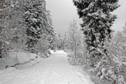 Snowy forest road 2