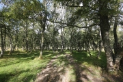 Sun dappled woods
