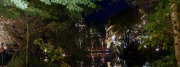 Trees at night