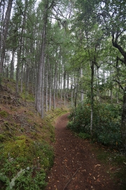 Woodland trail