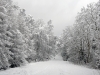 Snowy forest road 1