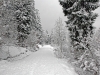 Snowy forest road 2