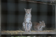 Eurasian lynx 1