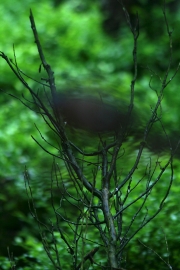 Contrasts