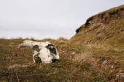 Sheep skull