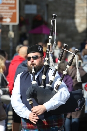Bearded Piper