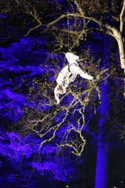 Enchanted Forest
