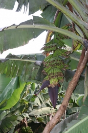 Bananas
