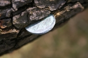 Bark+2p close up
