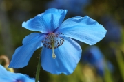 Blue tulip 1