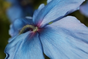 Blue tulip 2