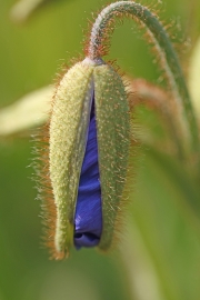 Blue tulip bud