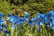 Blue tulips