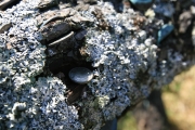 Coins in moss