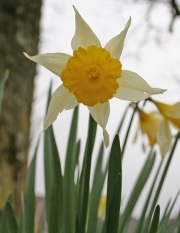 Daffodil 1