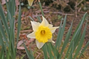 Daffodil 2
